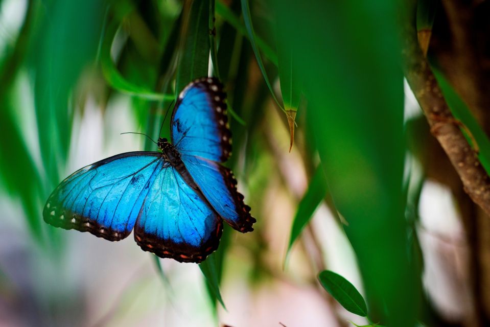 Prague: Papilonia Butterfly House - Species, size, and the 20 cm wingspan factor