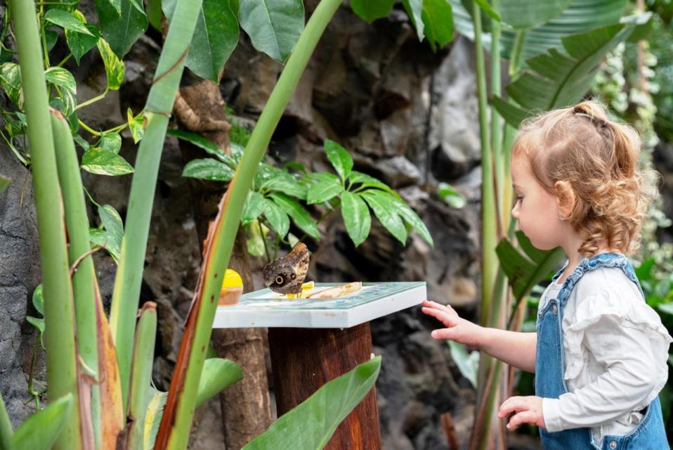 Prague: Papilonia Butterfly House - Photo tips inside the no-restrictions flight zone