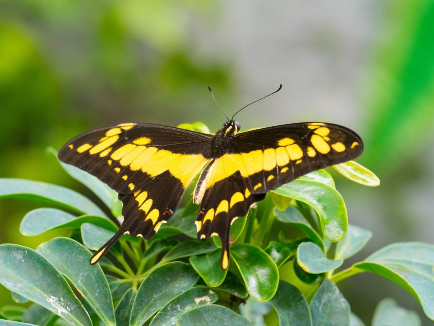 Prague: Papilonia Butterfly House - Price and value: what $9 buys you in Prague