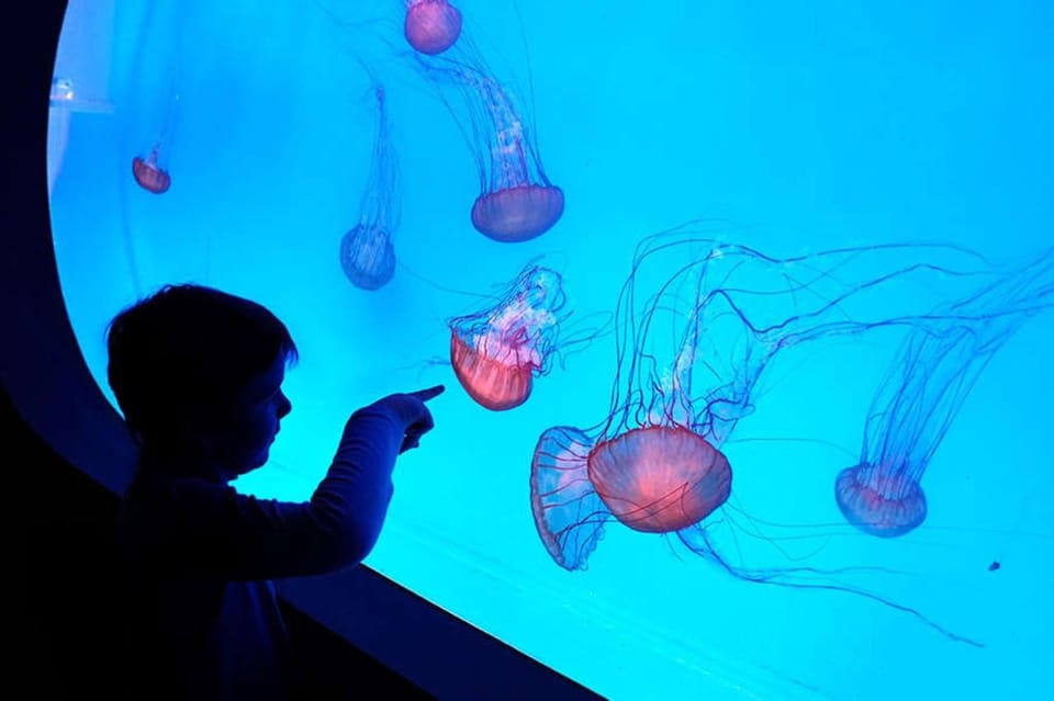 Prague: The World Of Jellyfish Entry Ticket w/ Drink - Finding The World of Jellyfish: Arkady Pankrac Roof in Prague