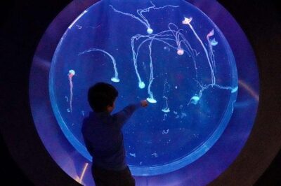 Prague: The World Of Jellyfish Entry Ticket w/ Drink - 38 Aquariums and 30+ Jellyfish Species: How to Get the Most