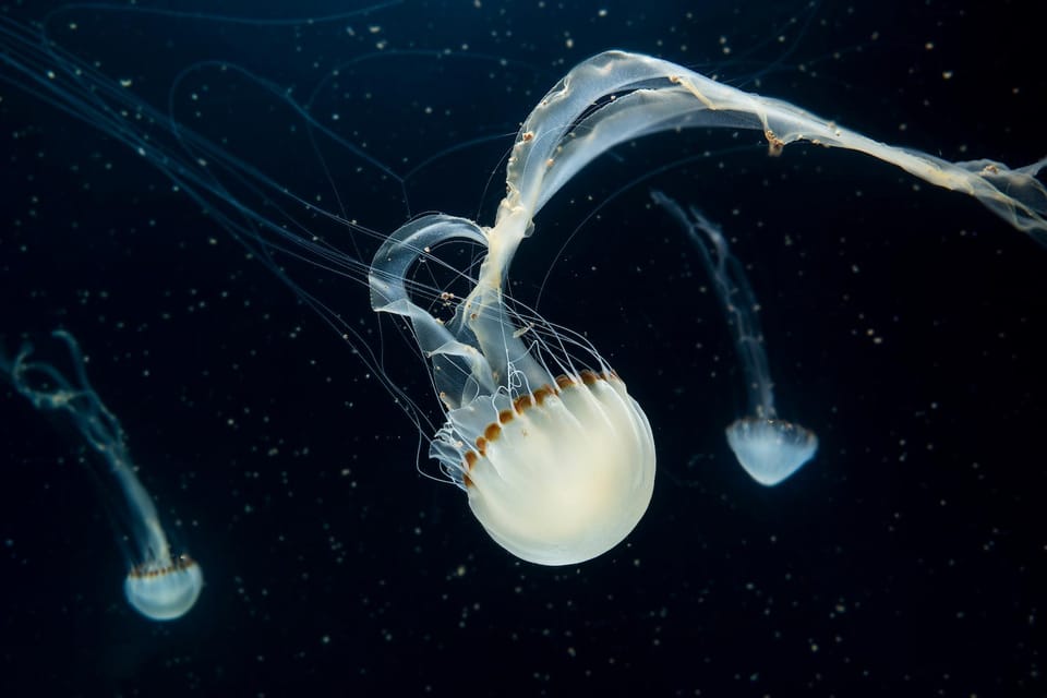 Prague: The World Of Jellyfish Entry Ticket w/ Drink - Price and Value: Is $16 Worth It?