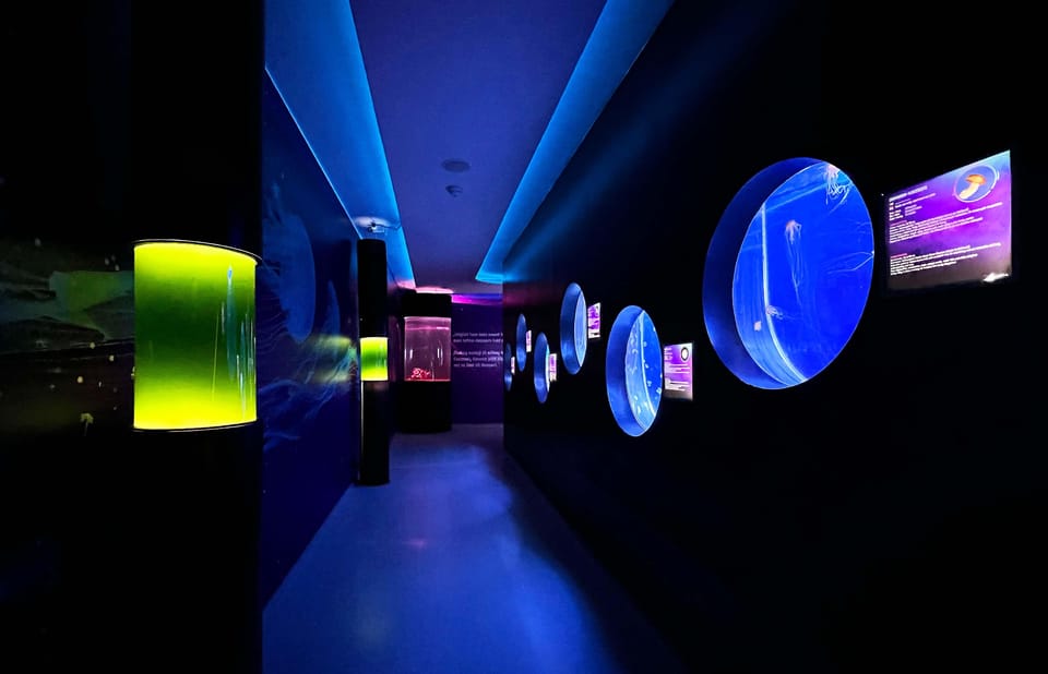 Prague: The World Of Jellyfish Entry Ticket w/ Drink - Should You Book the World of Jellyfish in Prague?