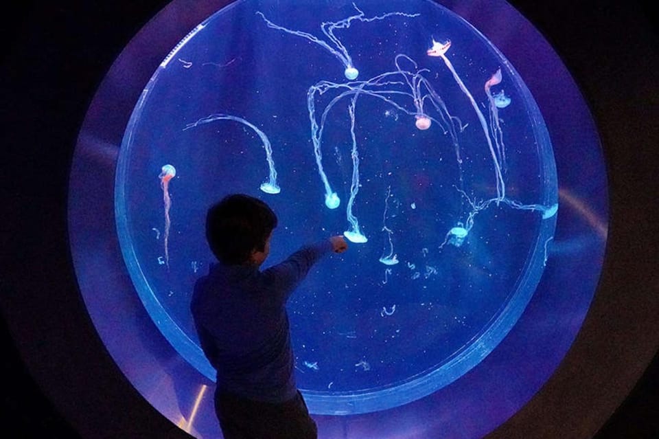Prague: The World Of Jellyfish Entry Ticket w/ Drink - 38 Aquariums and 30+ Jellyfish Species: How to Get the Most