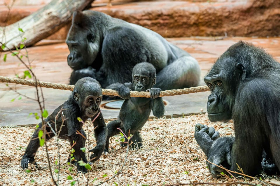 Prague Zoo: Skip-the-Line Entry Ticket - Key things I’d prioritize