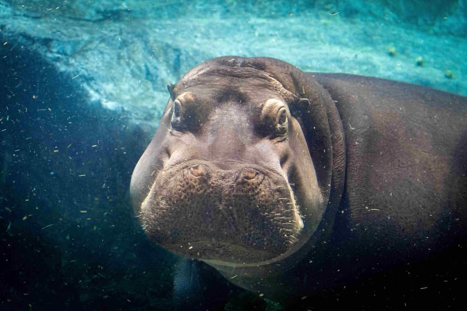 Prague Zoo: Skip-the-Line Entry Ticket - Why Prague Zoo in Troja feels like a full day, not a quick stop