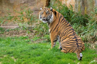 Prague Zoo: Skip-the-Line Entry Ticket - Skip-the-line ticket: where you save time (and where you might not)