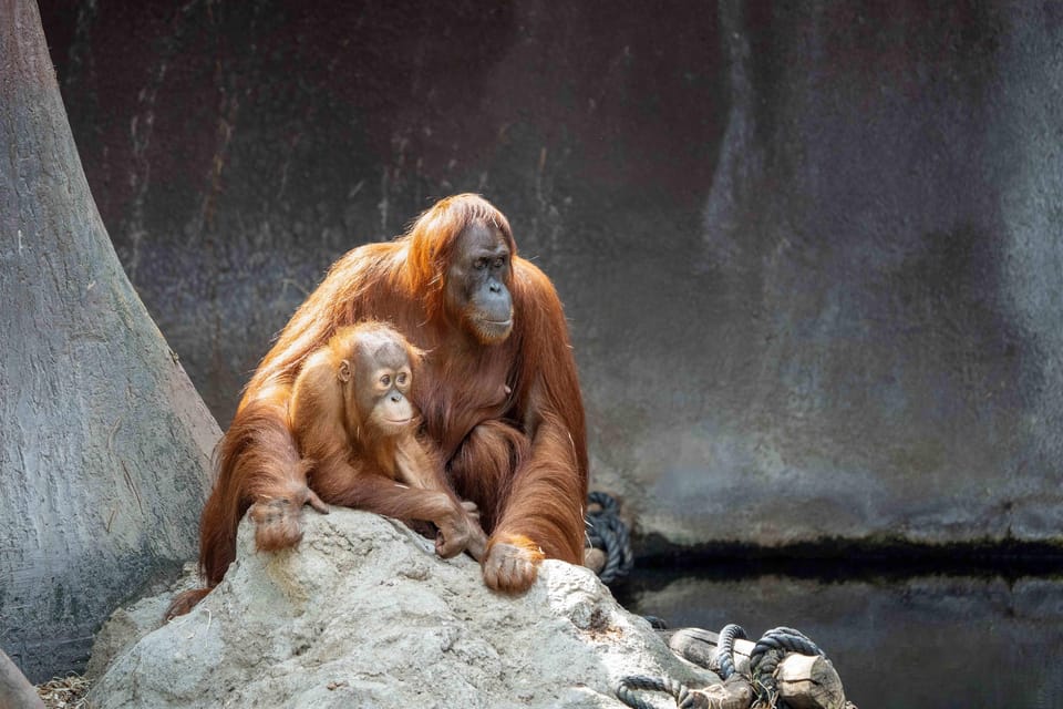 Prague Zoo: Skip-the-Line Entry Ticket - Food, toilets, and the “no guide needed” advantage