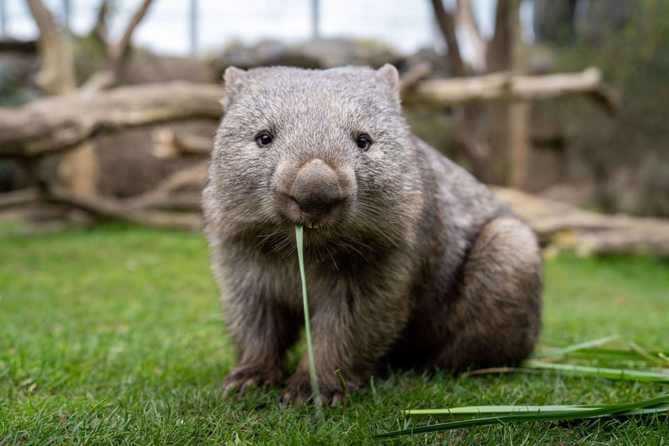 Prague Zoo: Skip-the-Line Entry Ticket - Rules that keep things safe: what you must know before you arrive
